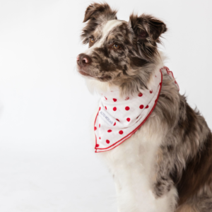 Buddy Dog Bandana