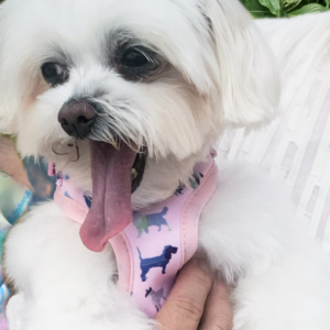 Pink Puppies Harness
