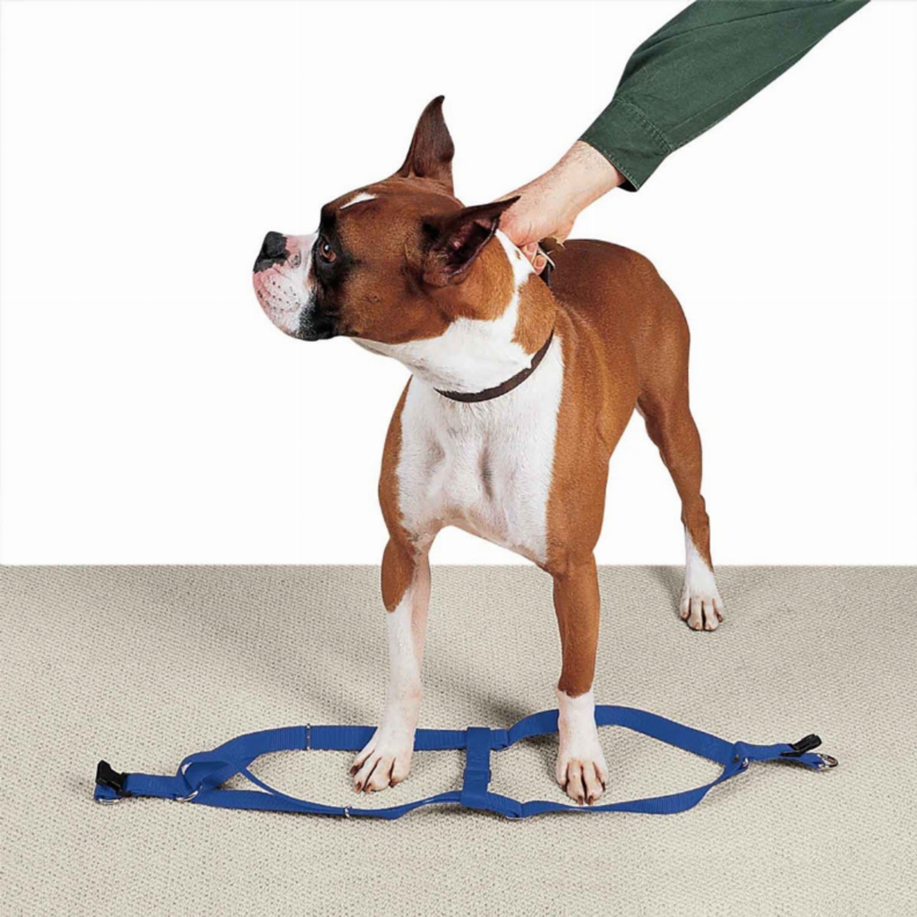 CC Nylon 2 Step Harness 15-25In Blu