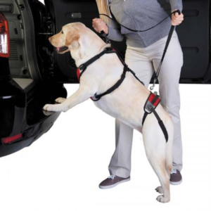 Lift & Go Lead for Dogs