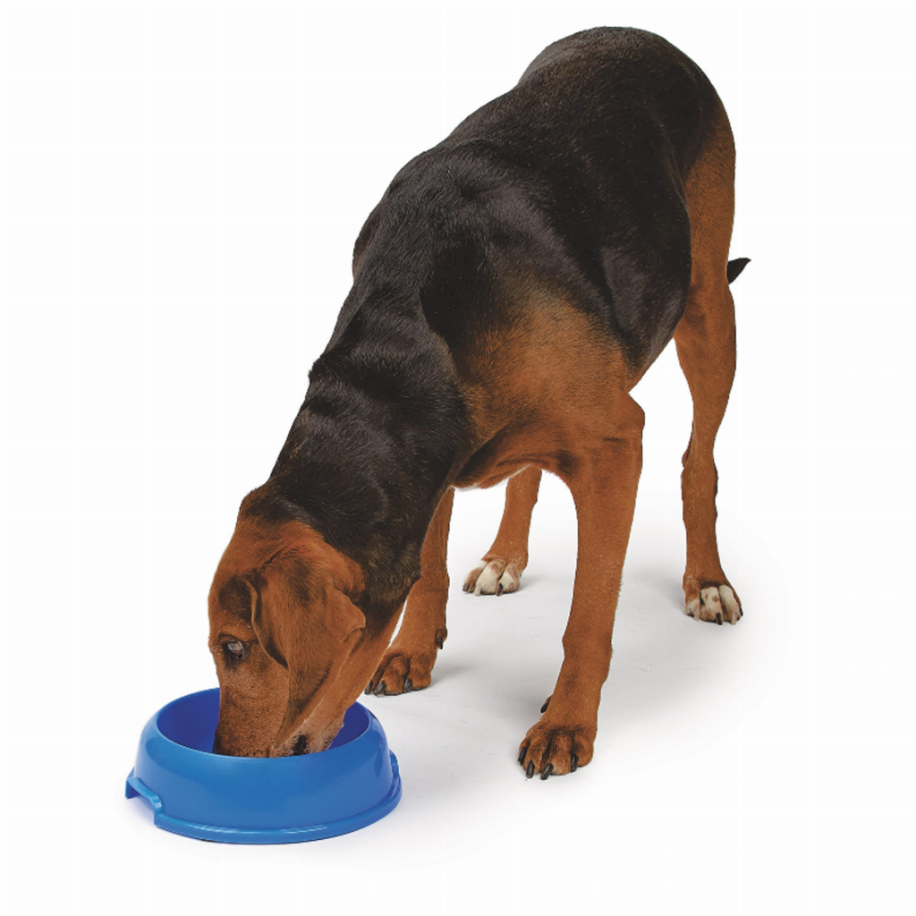 Small Single Feeder P901 for Dogs