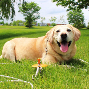 Tie-Out/Dome Stake Combo for Dogs, size 30ft XL