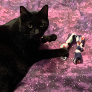 Catnip BowTies for Cats