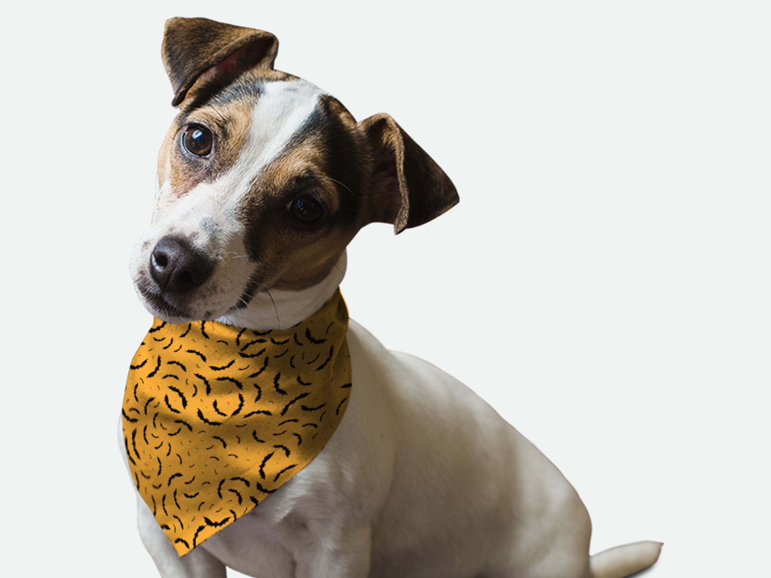 Bats, Bats, Bats! for Dogs