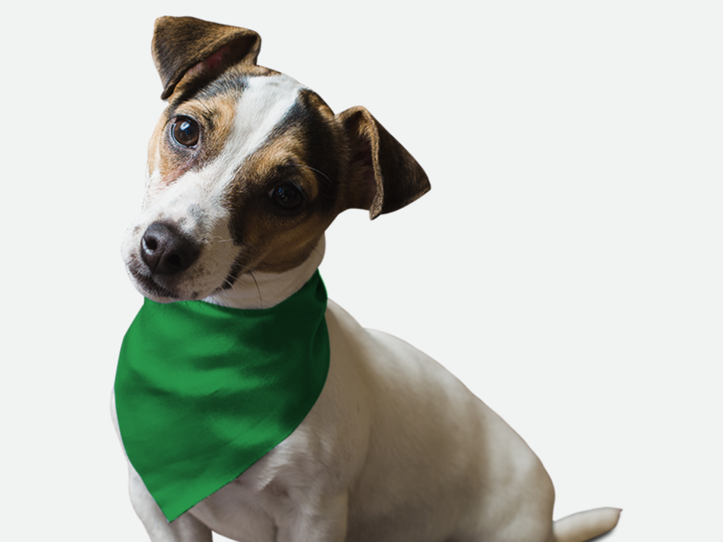 Green Green Grass for Dogs
