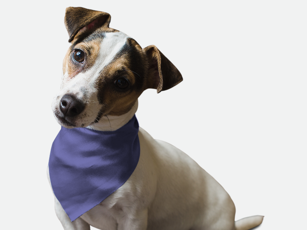 Lovely Lavender for Dogs