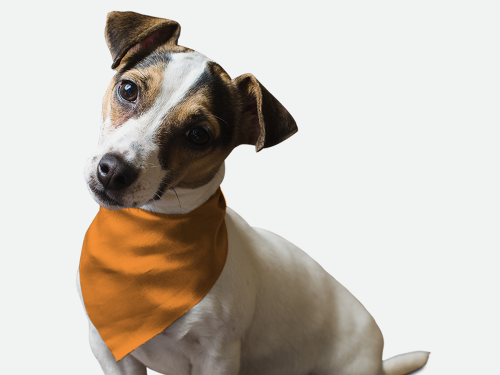 Florida Orange for Dogs
