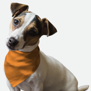 Florida Orange for Dogs