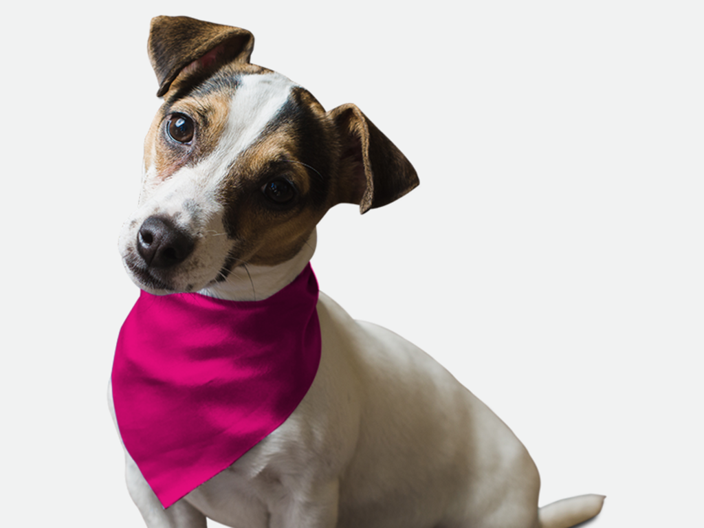 Neon Frisbee Pink for Dogs