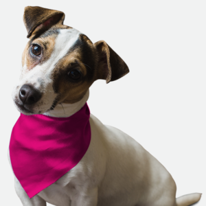 Neon Frisbee Pink for Dogs