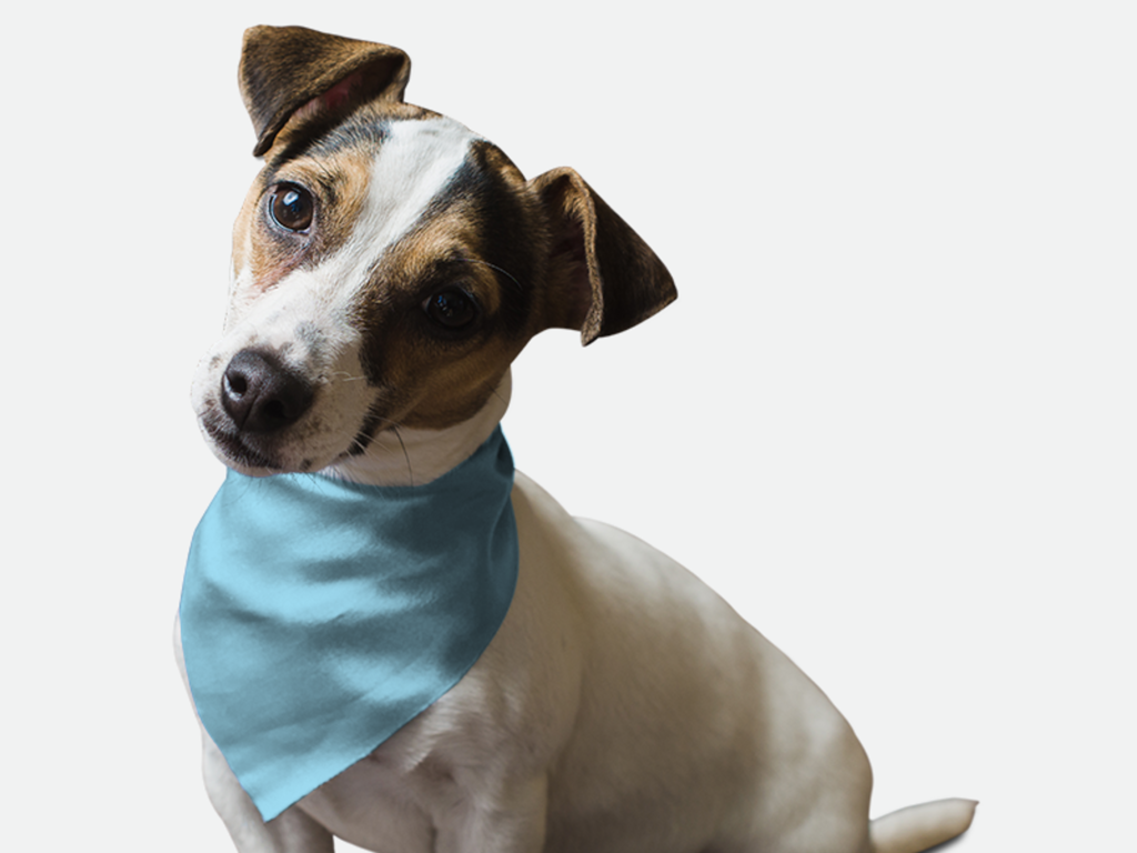 Water Bowl Blue for Dogs