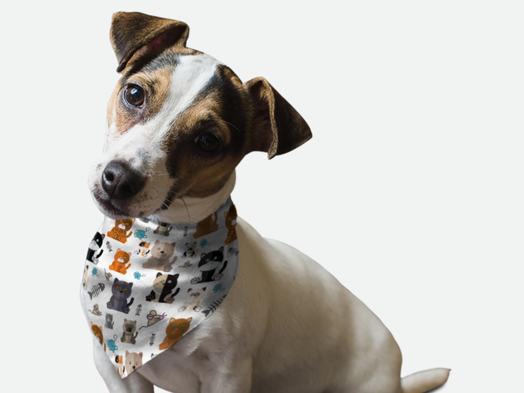 Tabby for Dogs