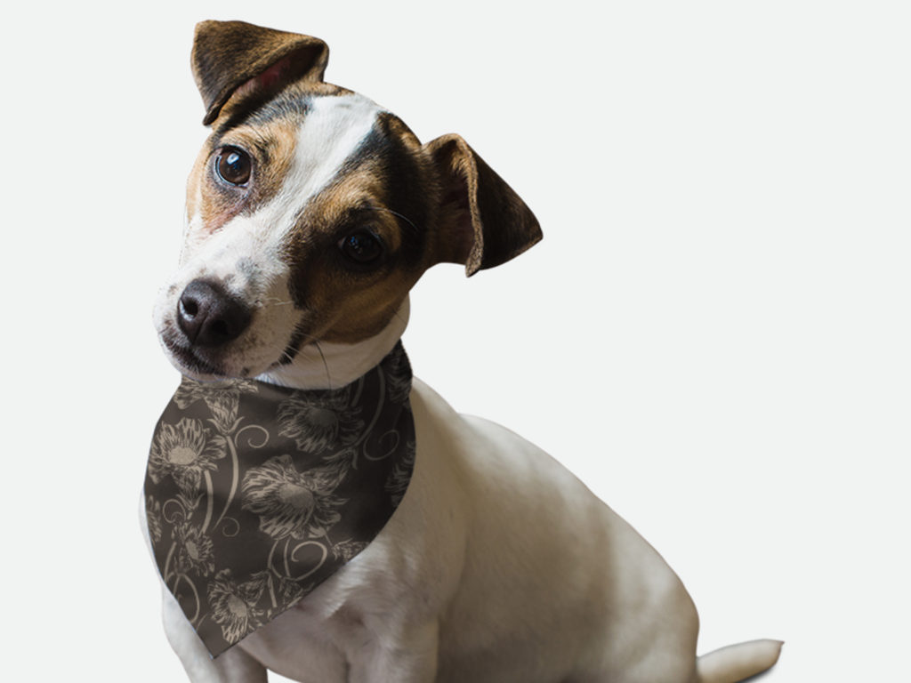 1950's Retro Style for Dogs