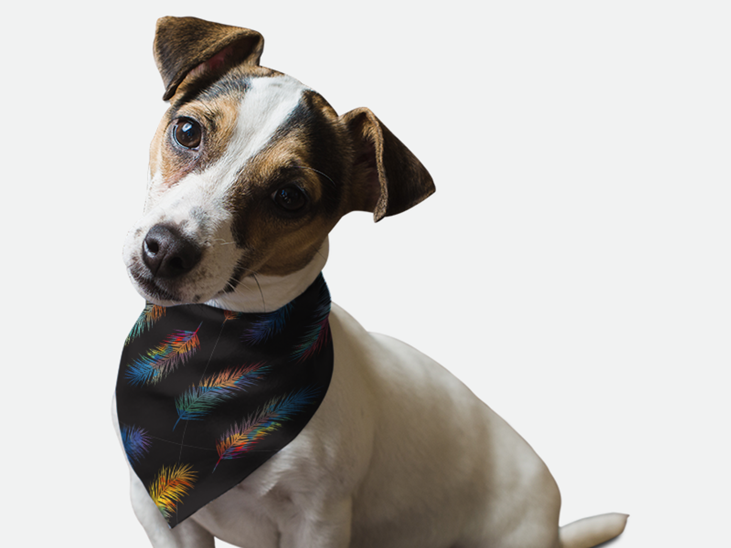 Fancy Feathers for Dogs