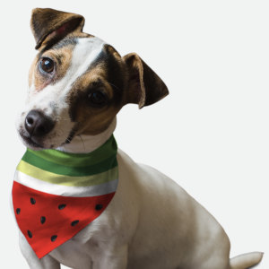 Sweet Slice for Dogs