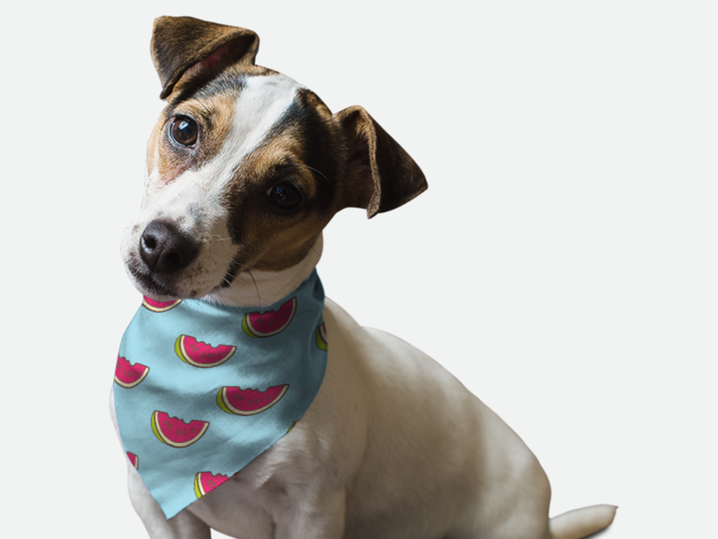 Summer Watermelon for Dogs