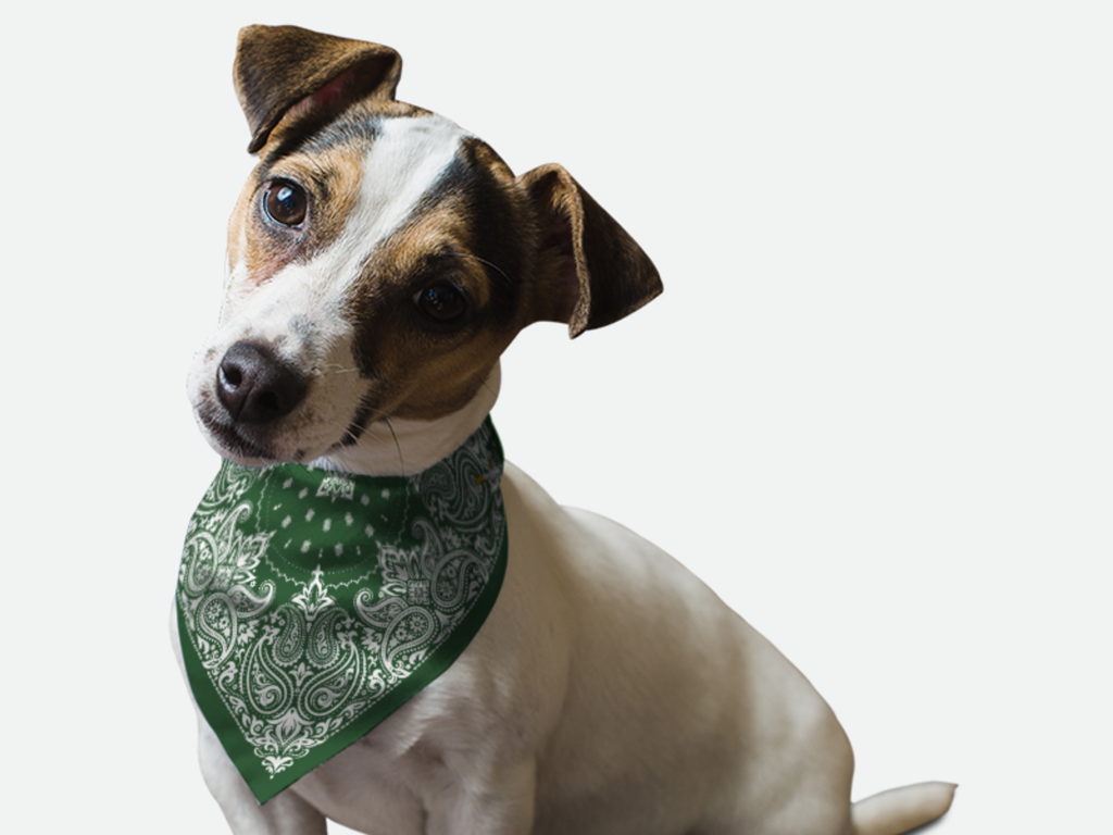 Hunter Green Paisley for Dogs