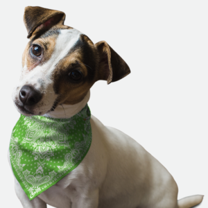 Kelly Green Paisley for Dogs