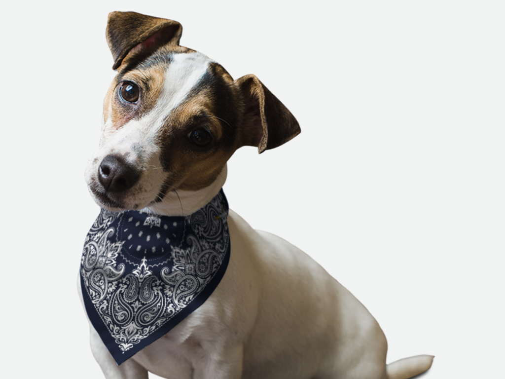 Navy Paisley for Dogs