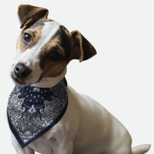 Navy Paisley for Dogs