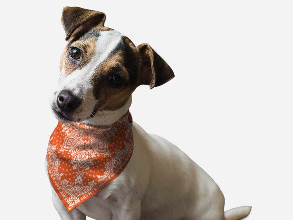 Orange Paisley for Dogs