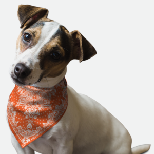 Orange Paisley for Dogs