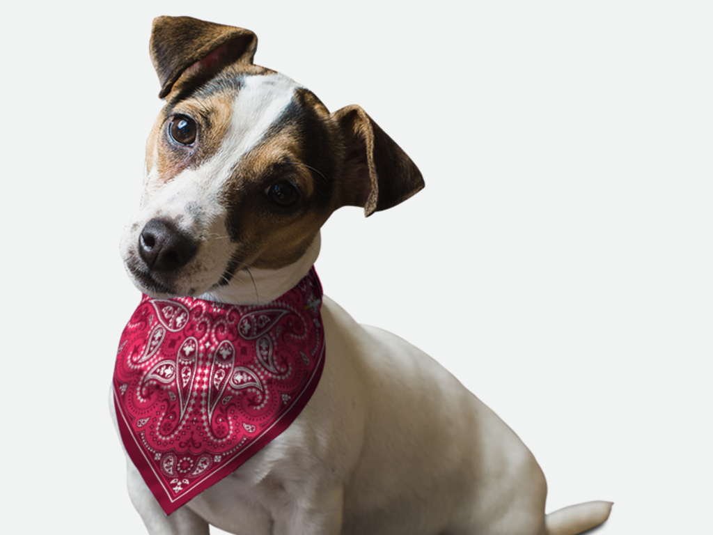 Pink Paisley for Dogs