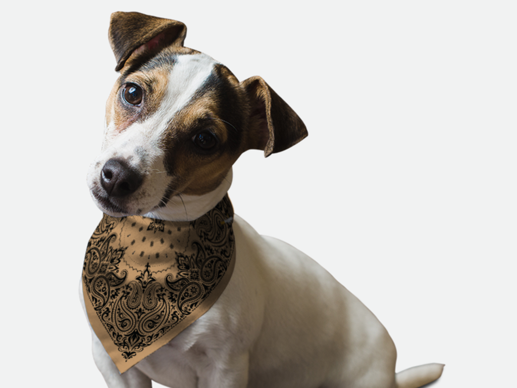 Sand Paisley for Dogs