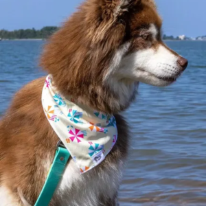 Sun & Shade Dog Bandana