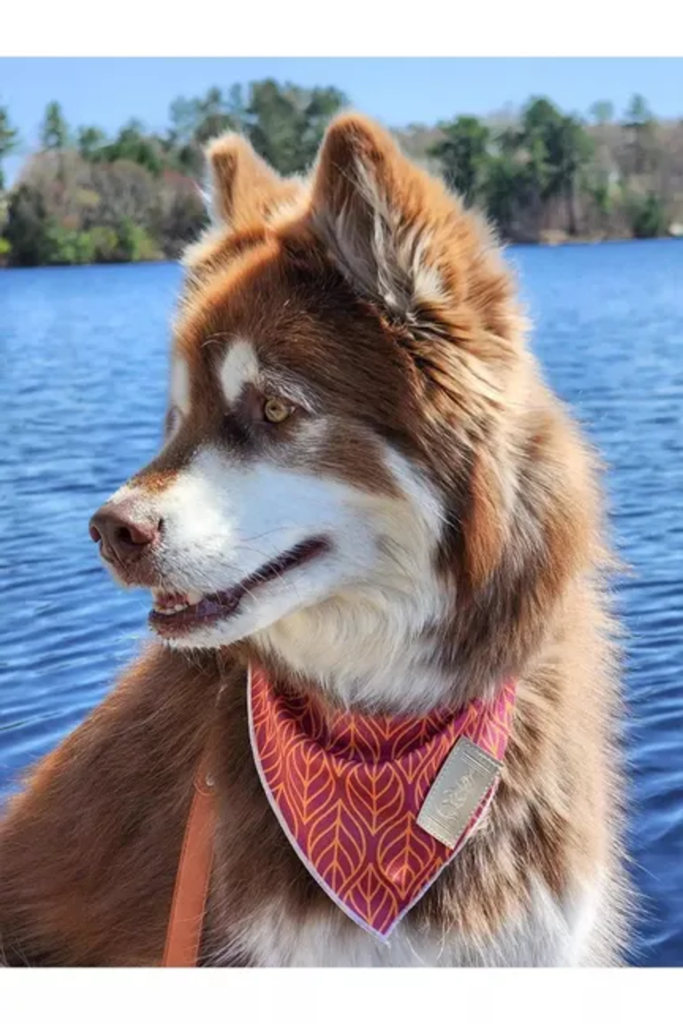 Twilight Trails Bandana for Dogs