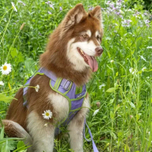 Aria the Fox Lavender Garden Ultimate Dog Harness, Small