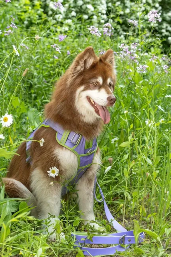 Aria the Fox Lavender Garden Ultimate Dog Harness, Small