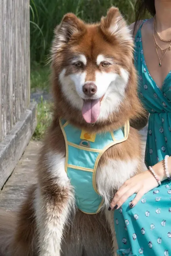 Aria the Fox Island Vibes Ultimate Dog Harness, Small