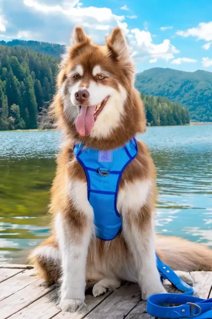 Aria the Fox Dockside Adventures Ultimate Dog Harness, Small