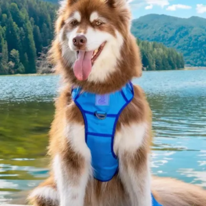 Dockside Adventures Ultimate Harness for Dogs