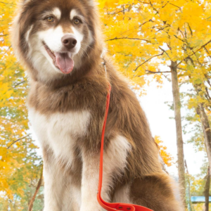 Scarlet Peaks Waterproof Leash