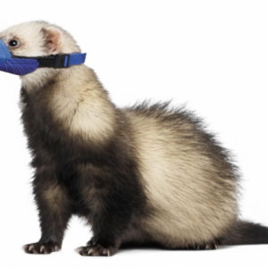 Quick Muzzle for Ferrets