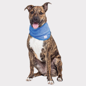 Ice Band for Dogs