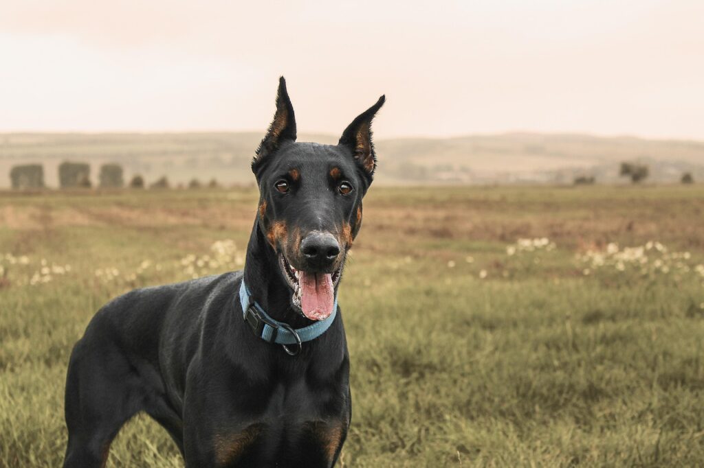A Doberman Pinscher standing in an open field