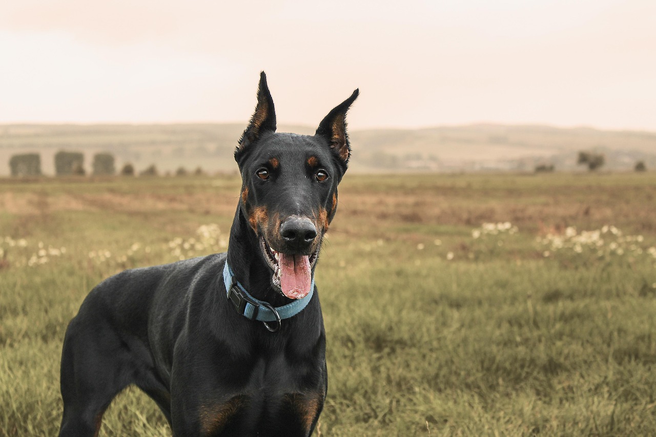 Doberman Pinscher Breed Guide: Temperament, Health and Family Fit