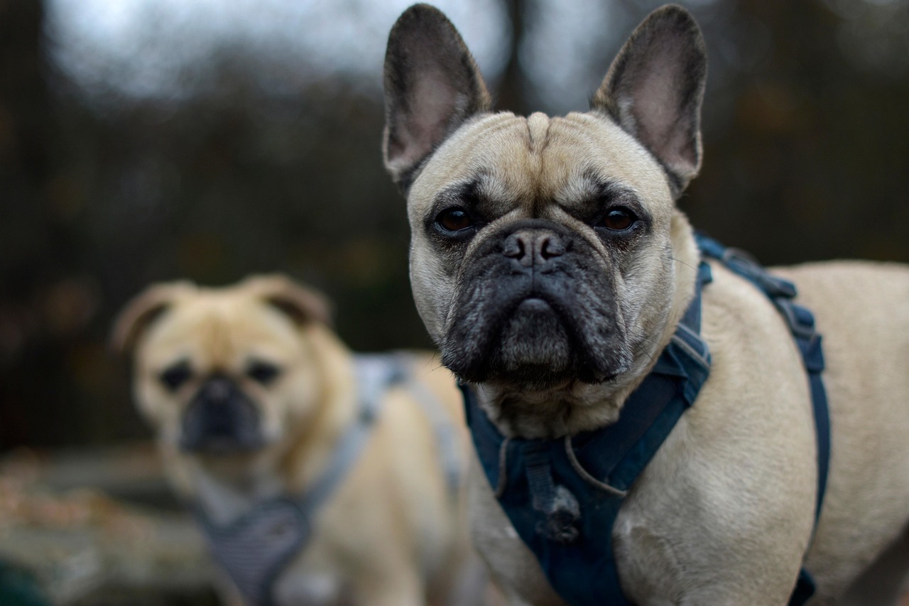 a fawn French Bulldog with large bat ears wearing a blue harness