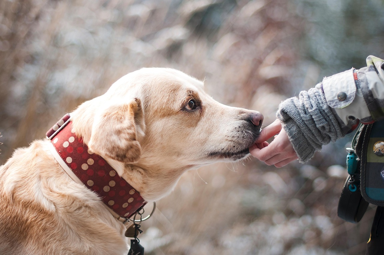 a yellow Labrador Retriever taking a treat from a hand