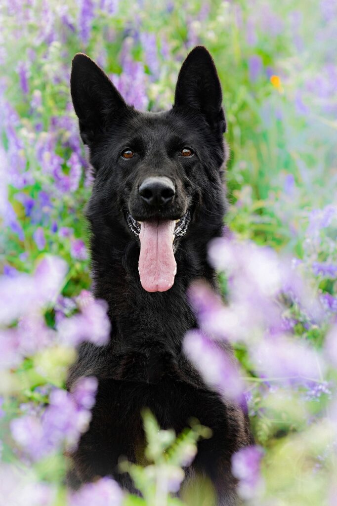 A German Shepherd sitting among flowers