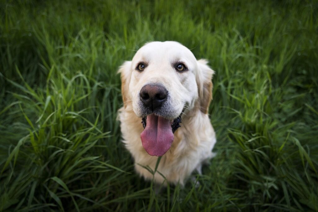 A Golden Retriever sitting in tall green grass