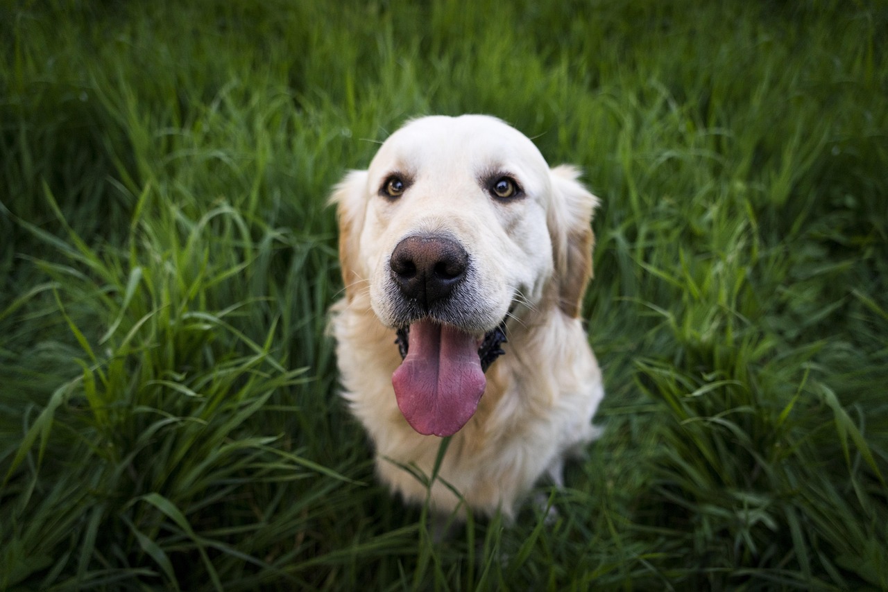 Golden Retriever Breed Guide: Temperament, Health and Family Fit